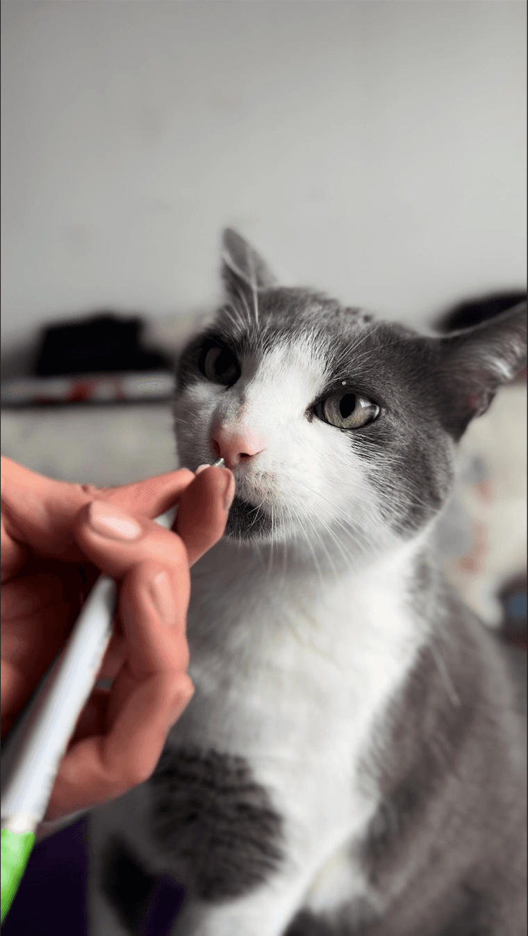 Gatito con snack dental