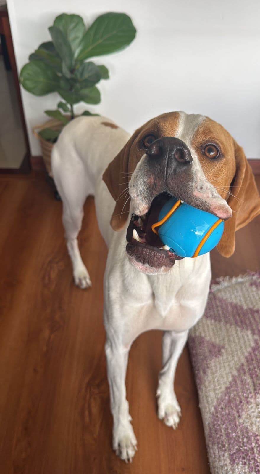 Perrito feliz con pelota
